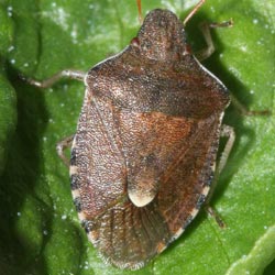 Peribalus strictus